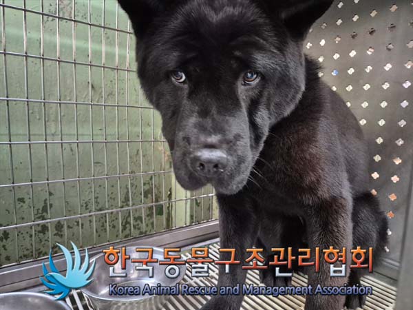 한국동물구조관리협회_411324202500005